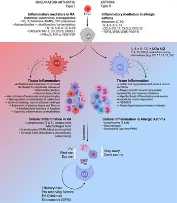 Macrophages: The Good, the Bad, and the Gluttony